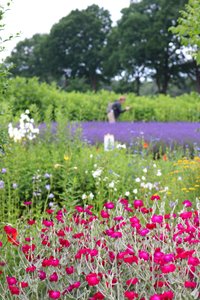 Bunte Blütenpracht in Stapel