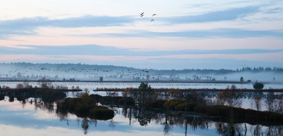 Vogelalarm im Tister Bauernmoor