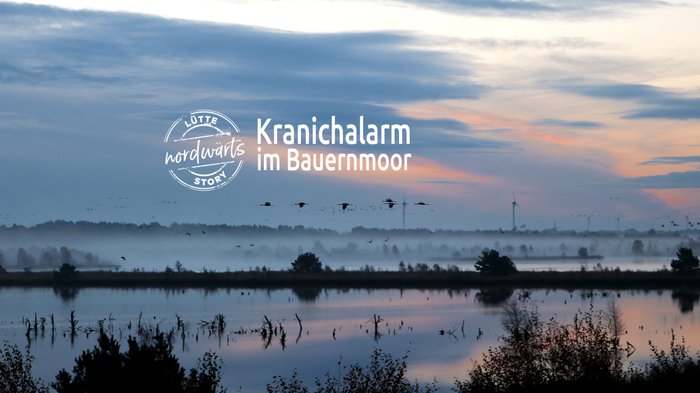 Kranichalarm im Tister Bauernmoor