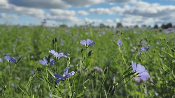 Flachsblüte bei Bremervörde