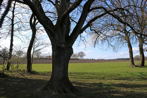 Yogabaum hinter der Yogaschule