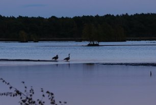 Vögel im wiedervernässten Bauernmoor