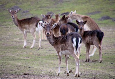 Damwild im Wildpark