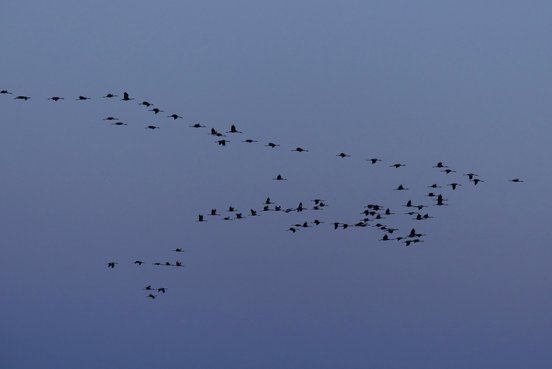 Kraniche im Formationsflug