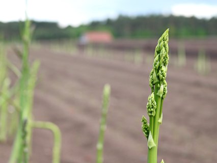 Junge Spargelpflanze auf dem Feld