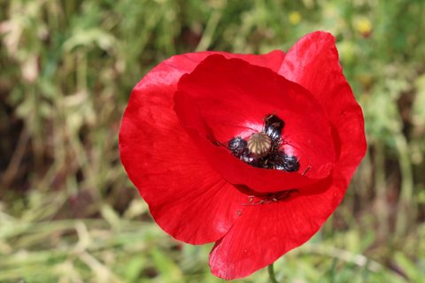 Blick in eine Mohnblüte