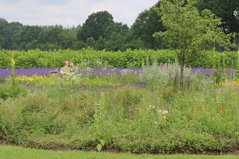 Wilde Kräuter vor Lavendelfeld