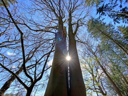 Sonne scheint durch den Drillingsbaum